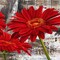 Red Gerberas II Poster Print by Jenny Thomlinson - Item # VARPDX1JT1452